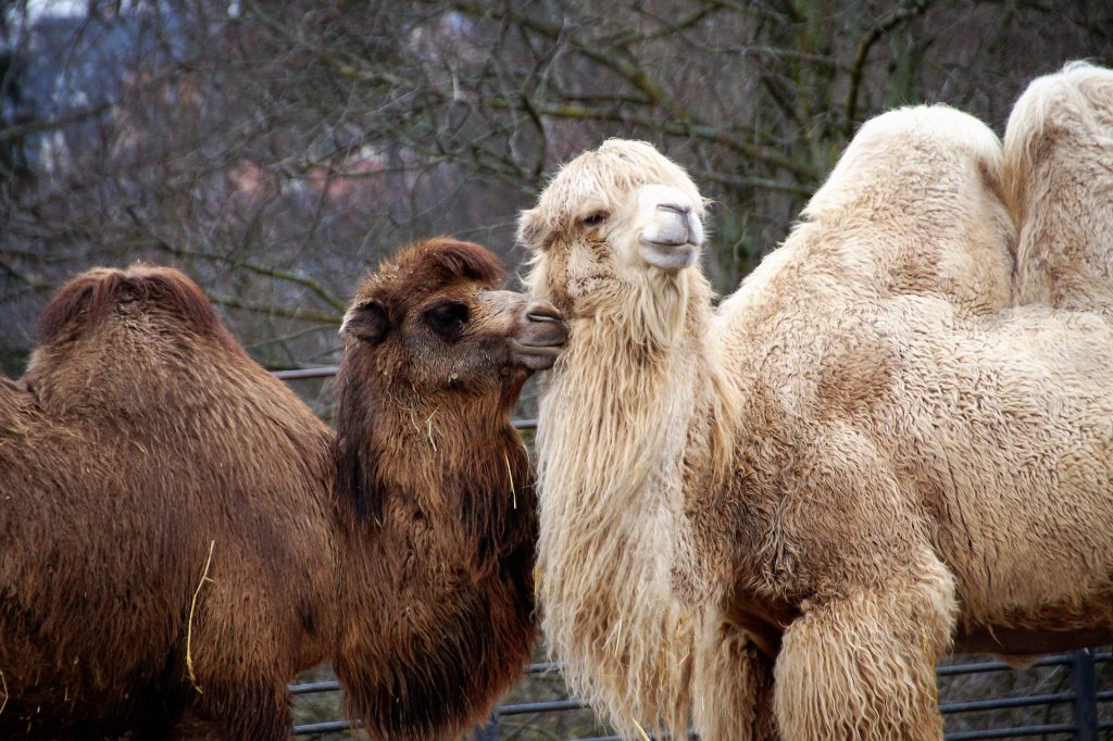 POŚCIEL WEŁNIANA CAMEL C. PASY + CAMEL J. PASY 160x200