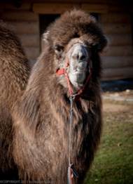 POŚCIEL Z WEŁNY MERYNOS SYBERIA DZIKI BRĄZ + CAMEL CIEMNY 140X200 + MATERAC