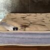 Kołdra z wełny Alpaki Alpina + Camel Rampicanti 240x200